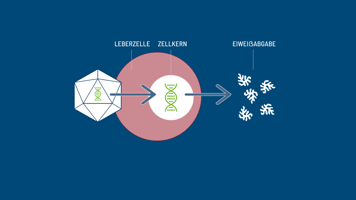 Leberzelle.  Zellkern. Eiweißabgabe.